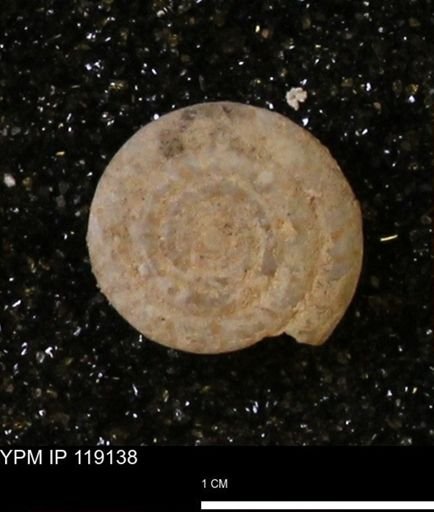 Poecilozonites (Discozonites) reinianus