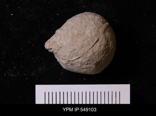 Pallichnus dakotensis