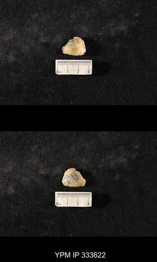 Athyris spiriferoides