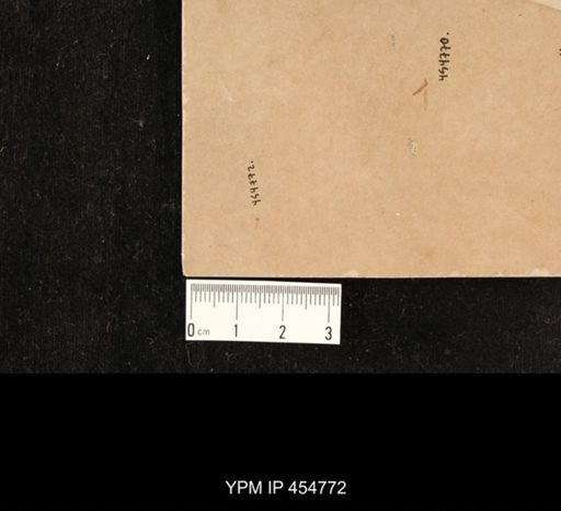 undet. Diptera