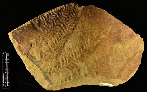 Archaeopteris hibernica