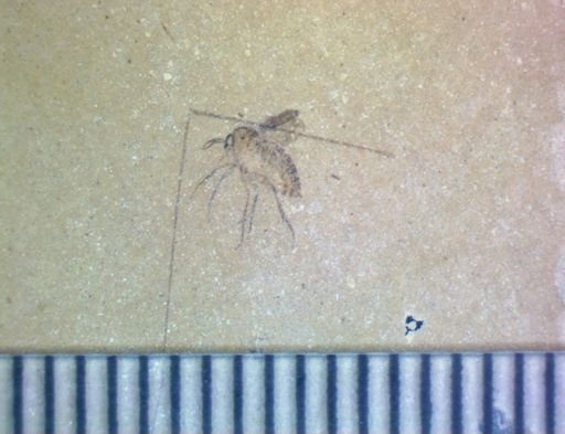 undet. Hymenoptera