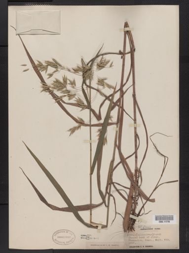 Bromus latiglumis