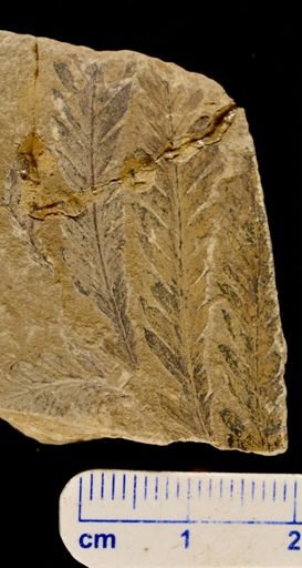 Aspidium montanense