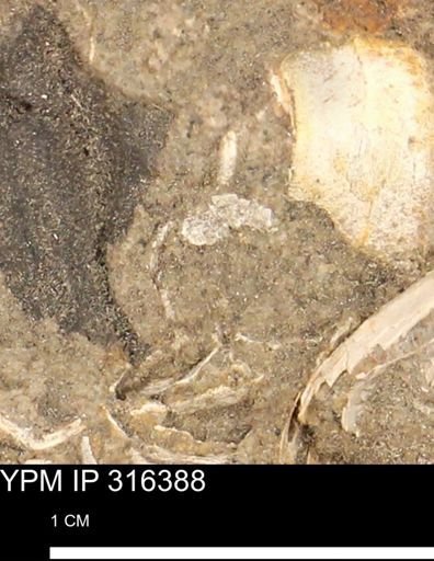 undet. Mollusca