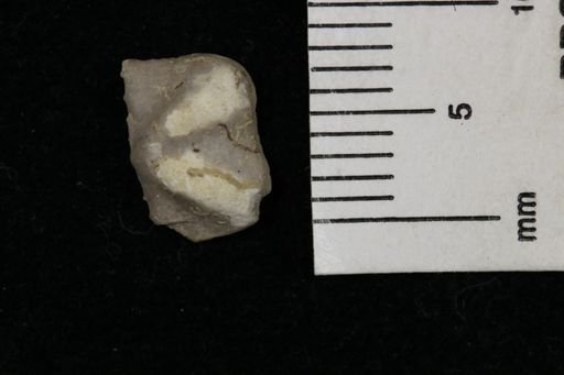 Lissochonetes geinitzianus