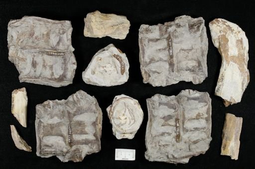 Xiphactinus sp.