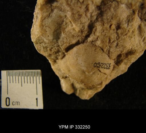 undet. Illaenidae