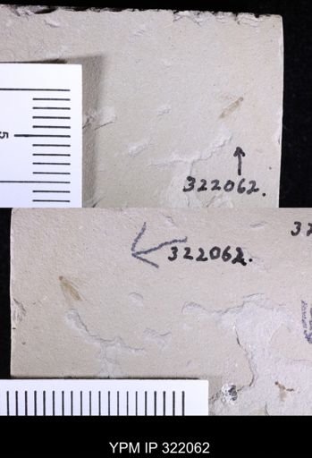 undet. Hymenoptera
