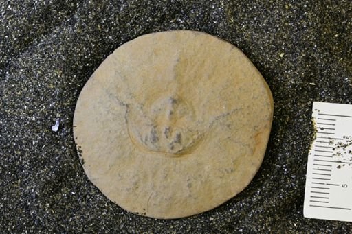 Euproops danae