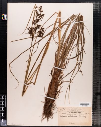 Scirpus atrocinctus