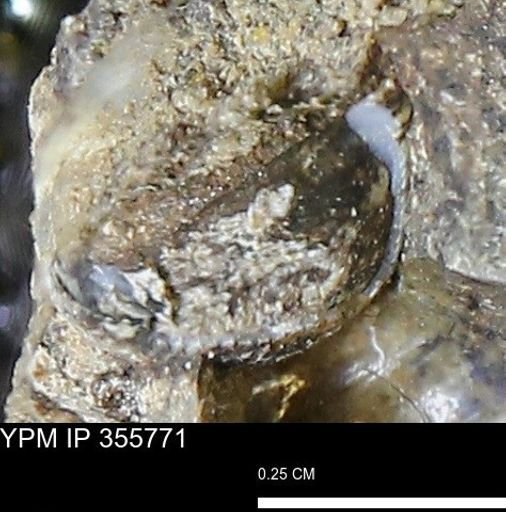 undet. Scaphitidae