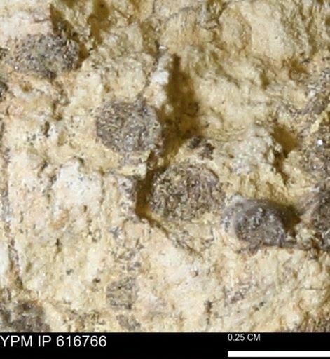 Teredo sp.
