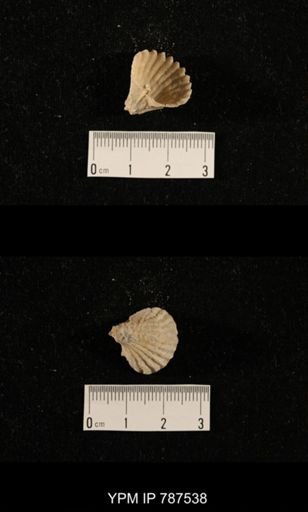 undet. Brachiopoda