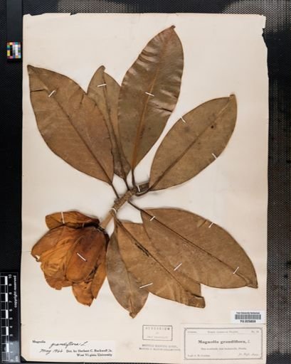 Magnolia grandiflora