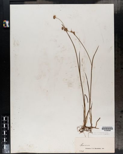 Juncus