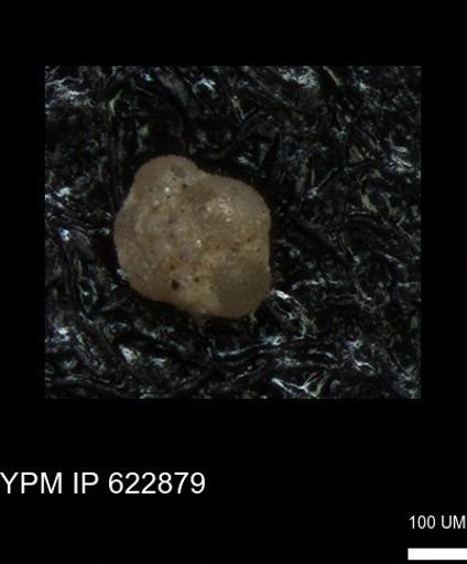 undet. Foraminiferida