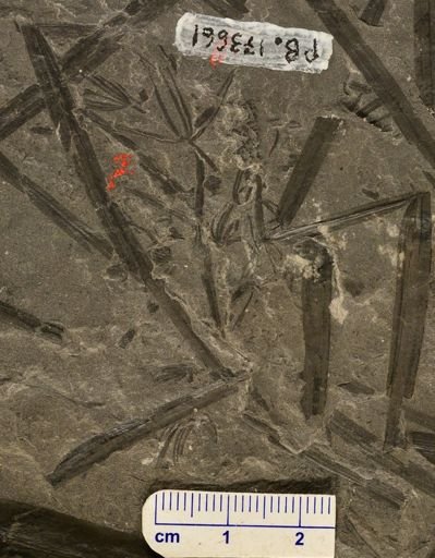 Asterophyllites sp.