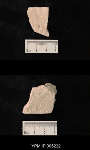 Lemmatophora minuta