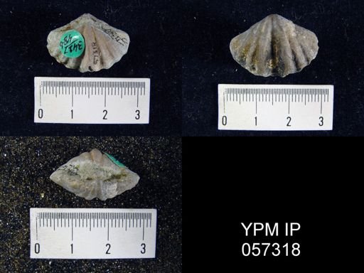 Megakozlowskiella perlamellosa