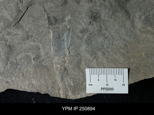 undet. Phyllocarida