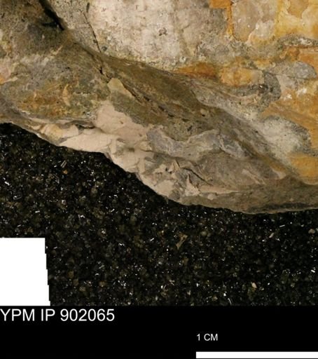 undet. Inoceramidae