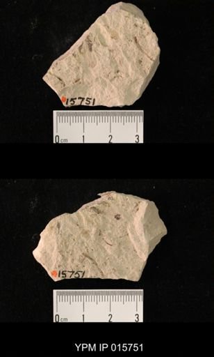 Probnis speciosa