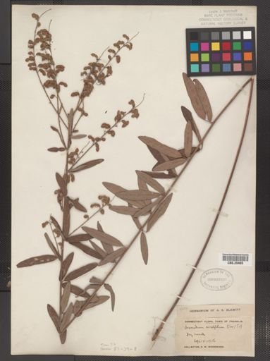 Desmodium sessilifolium