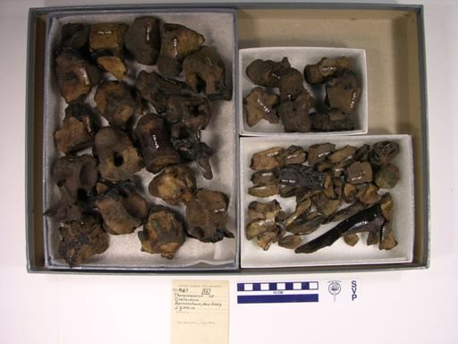 Thoracosaurus sp.