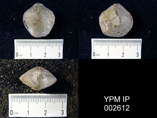 Merista plebeia