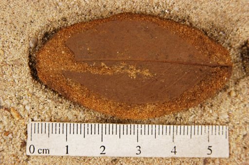 Angiospermopsida
