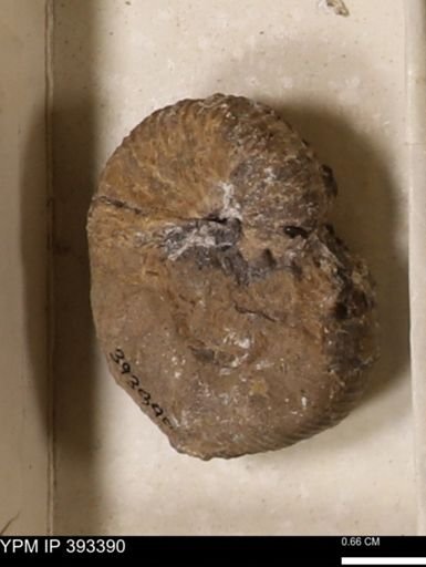Scaphites sp.