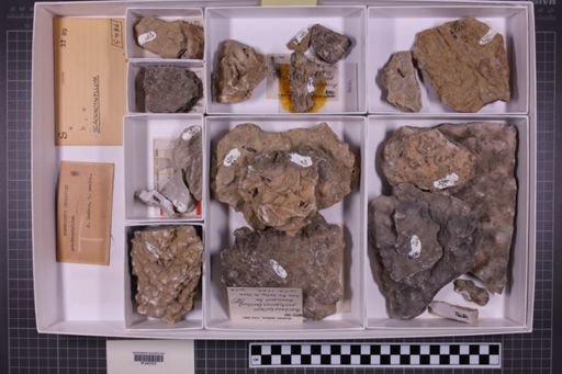 mixed taxa, stratigraphic collection