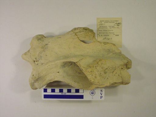 Teleoceras fossiger