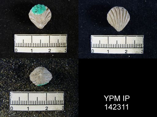 Eumetria grandicosta