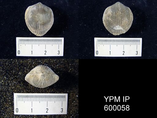 Atrypa reticularis