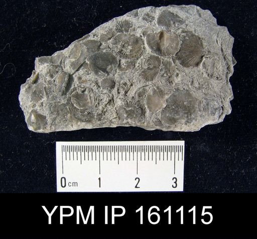 Dalmanella testudinaria