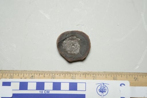 undet. Scyphozoa