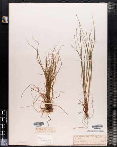 Scirpus verecundus