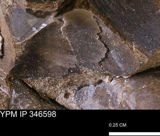 undet. Mollusca