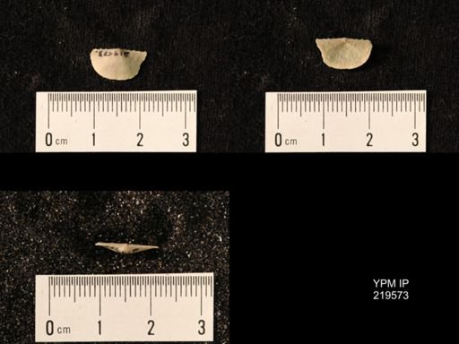 Chonetes granulifer