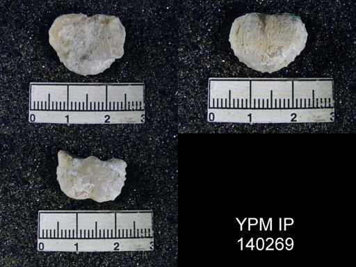 Marginifera typica