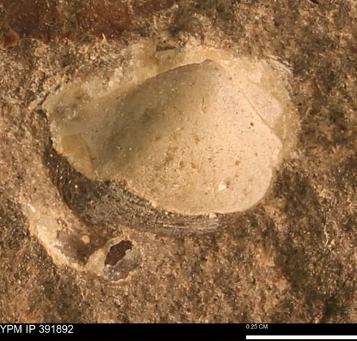 Protocardia sp.