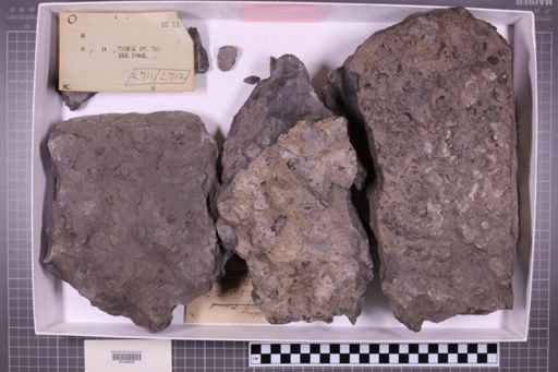 mixed taxa, stratigraphic collection
