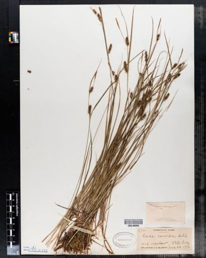 Carex conoidea
