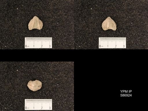 Rhynchotrema capax