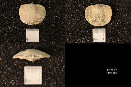 Dinorthis subquadrata