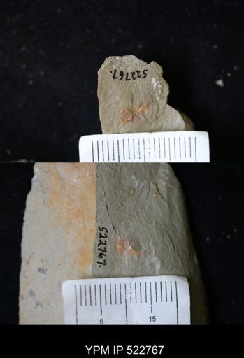 Chelicerata