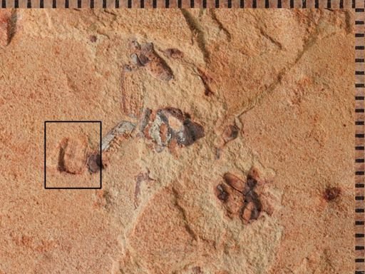 undet. Coleoptera