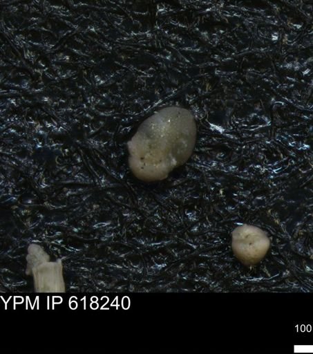 undet. Ostracoda